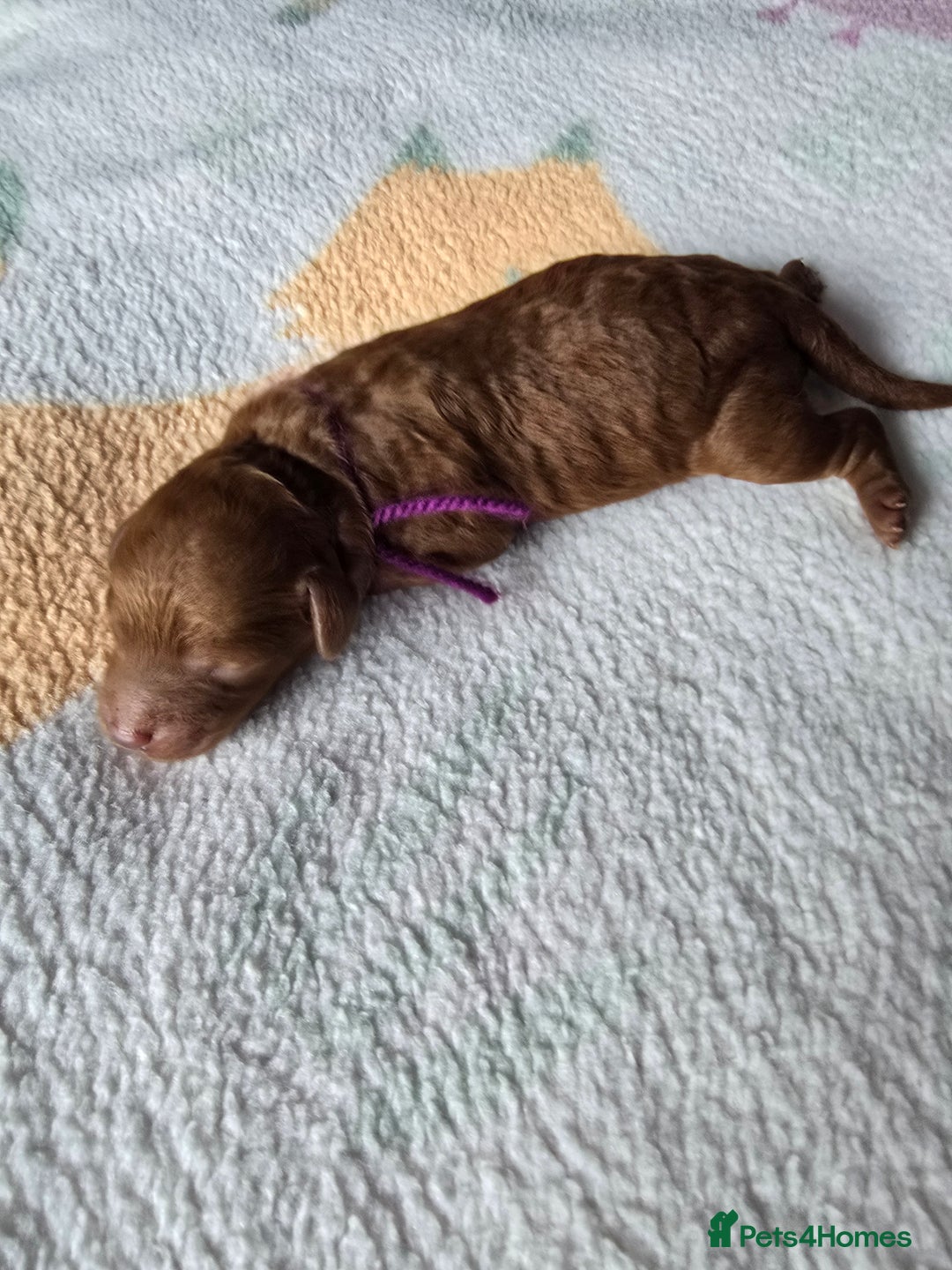 Miniature Poodle dogs for sale: Stunning Red KC Miniature Poodles-Champion Lines - Advert 18