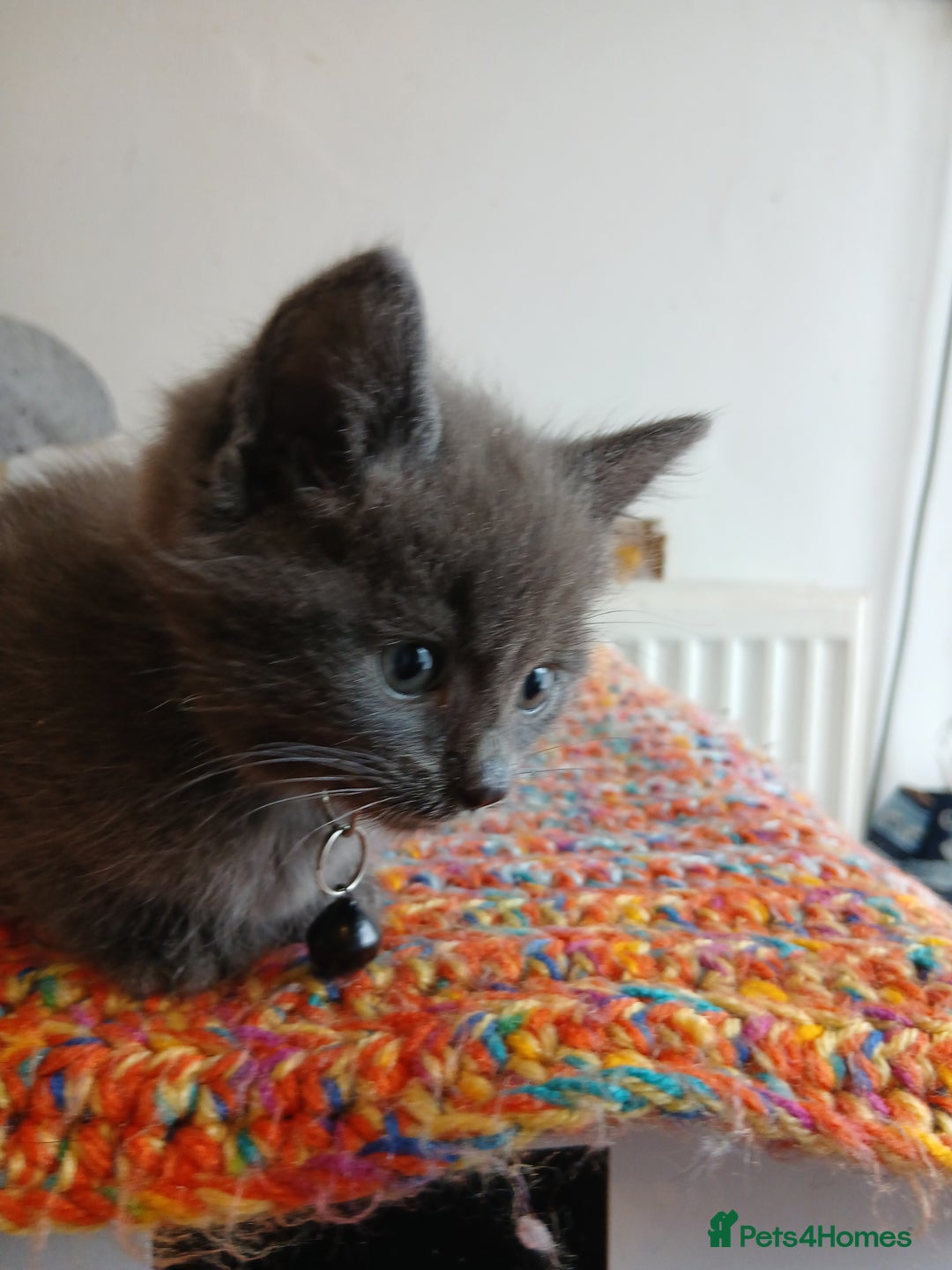Mixed Breed cats for sale: 3 [remaining] girl kittens looking for new homes - Image 2