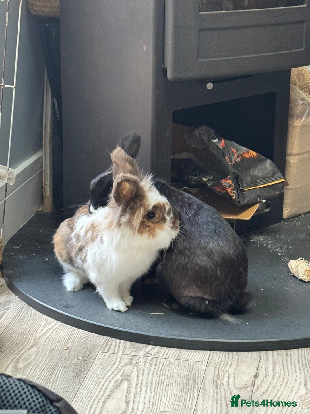 Lionhead rabbits for sale: 1 Male&1 Female lionhead rabbits available. - Image 14