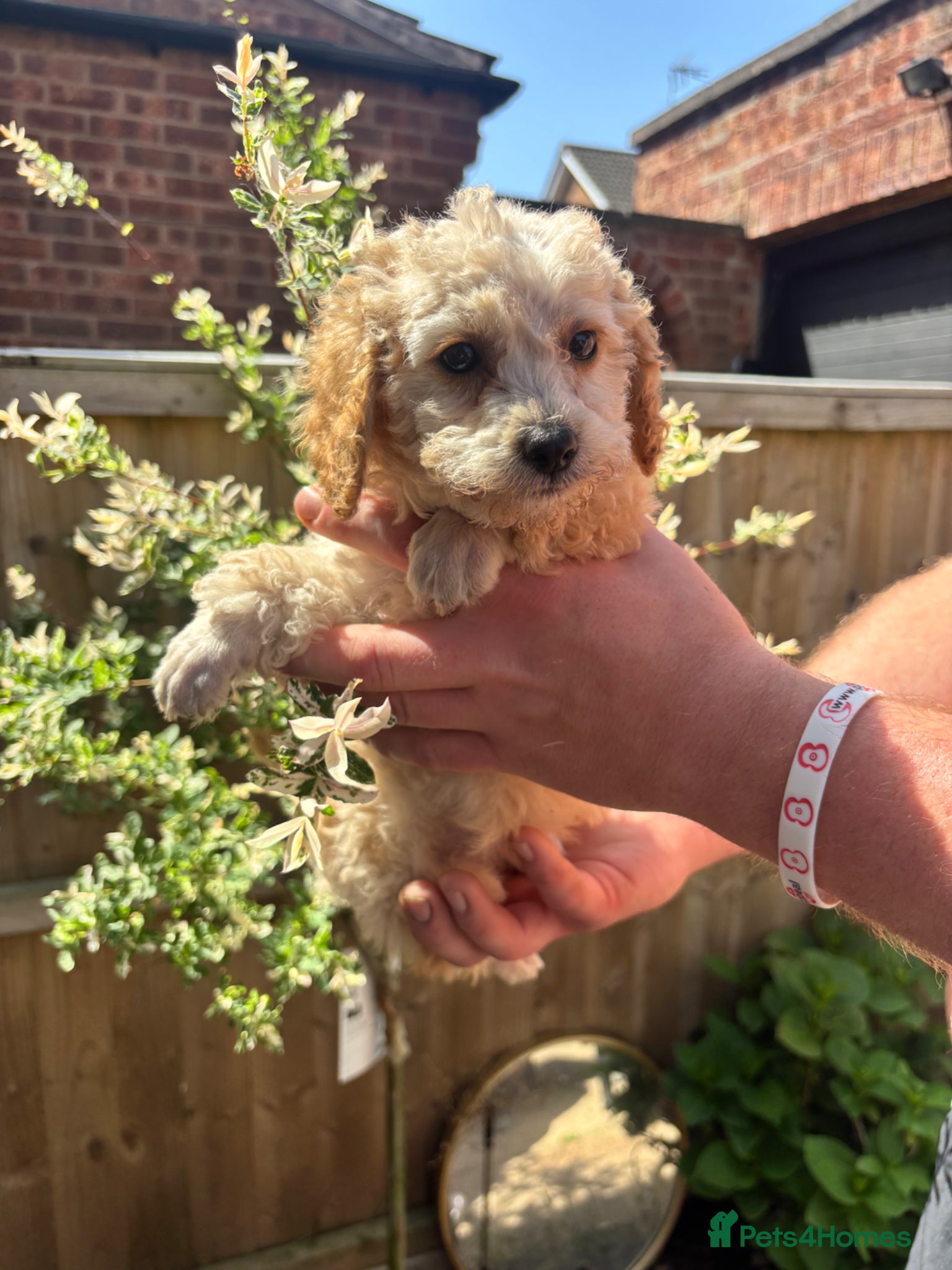 Toy Poodle dogs for sale: Litter of 2 beautiful Apricot girls  - Advert 2