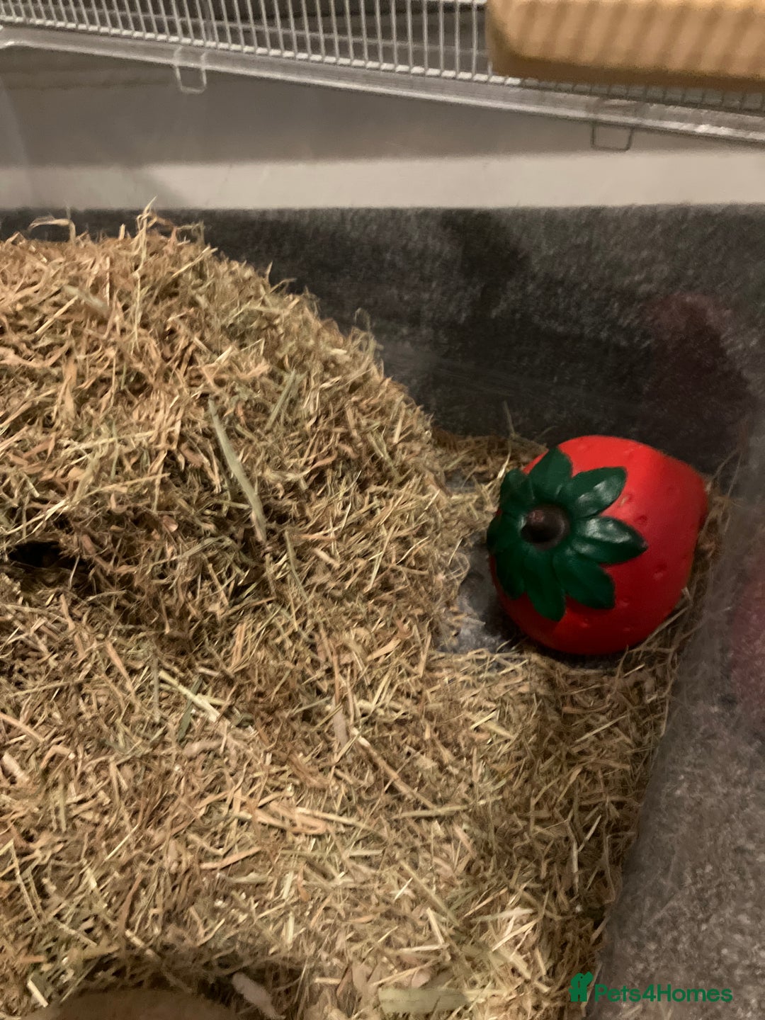 Gerbil rodents for sale: 2 female gerbils by blood sisters  - Advert 26