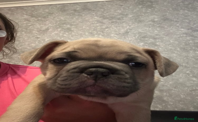 French Bulldog dogs French bulldog  - Advert 14