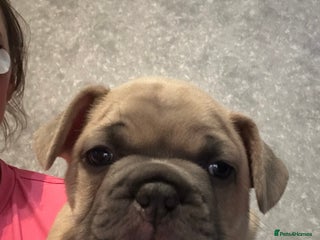 French Bulldog dogs French bulldog - Advert 10