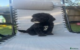 Sheepadoodle dogs for sale: Mini Sheepadoodle reduced **2 remaining  - Image 23