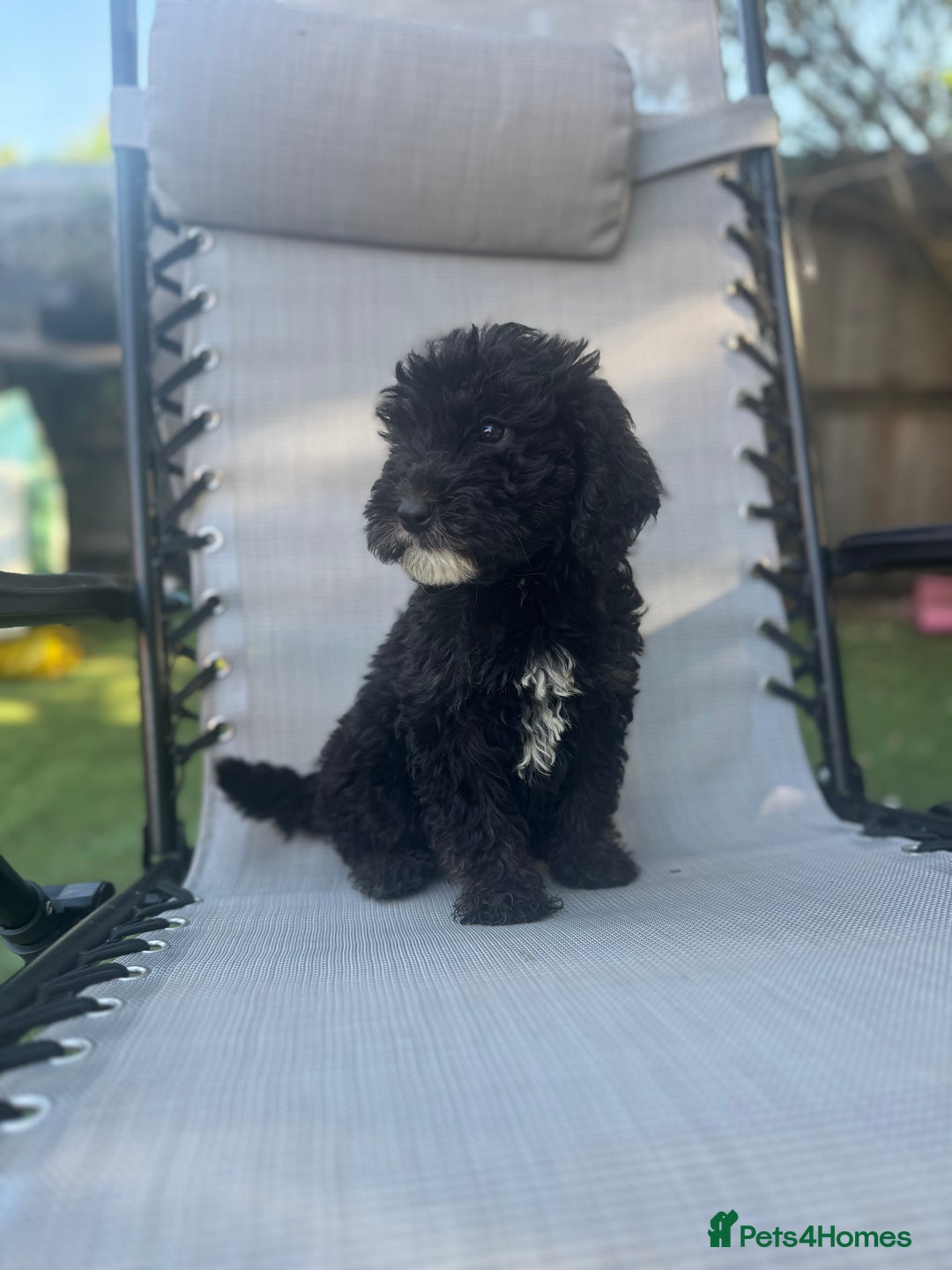 Sheepadoodle dogs for sale: Mini Sheepadoodle reduced **2 remaining  - Image 23