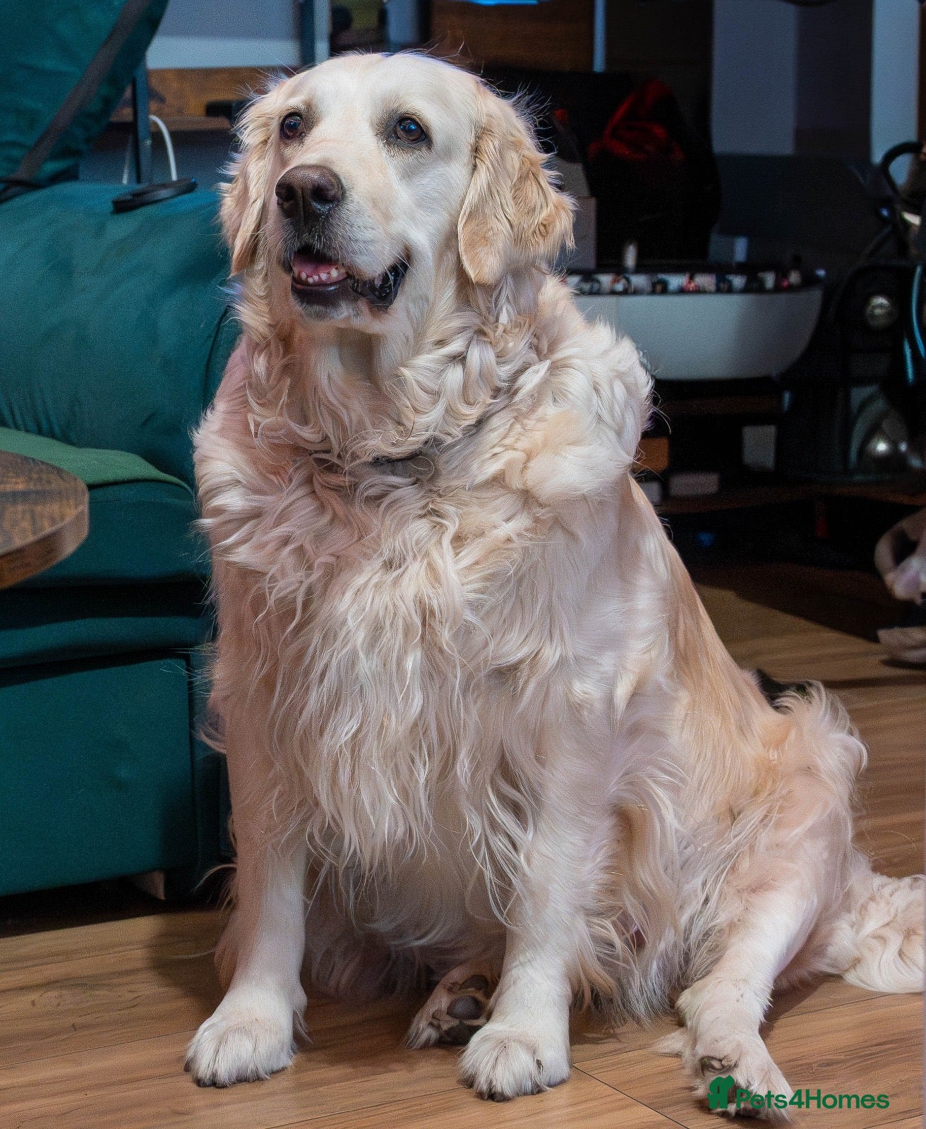 Golden Retriever dogs Gorgeous Golden Retriever Puppies For Sale - Advert 8