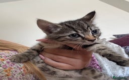 Mixed Breed cats for sale: Ready for new home  - Image 2