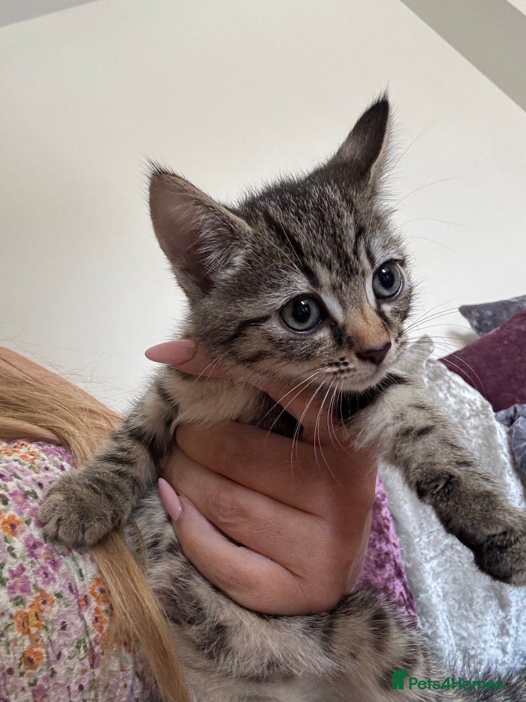 Mixed Breed cats for sale: Ready for new home  - Image 2