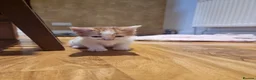 Mixed Breed cats for sale: Beautiful kittens  - Advert 8