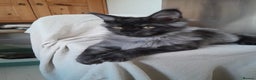 Maine Coon cats for sale: black smoke MaineCoon boy TICA reg - Advert 16