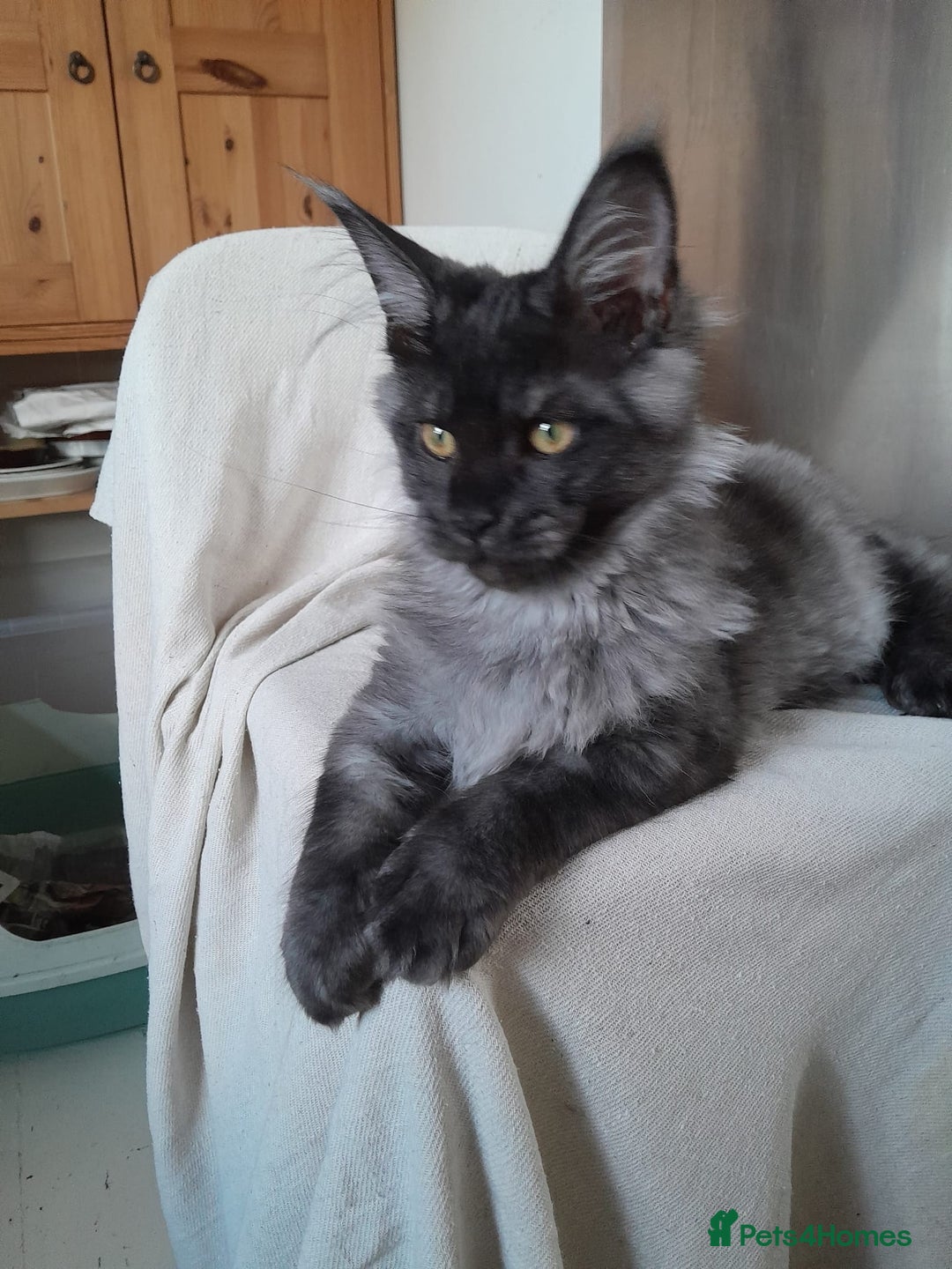 Maine Coon cats for sale: black smoke MaineCoon boy TICA reg - Advert 16