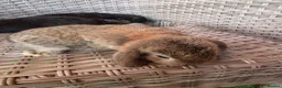 Mini Lop rabbits for sale: Mini Lops - Advert 10