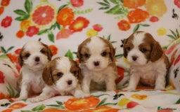 Cavalier King Charles Spaniel dogs for sale: 7 Puppies ready for reservations - Image 28
