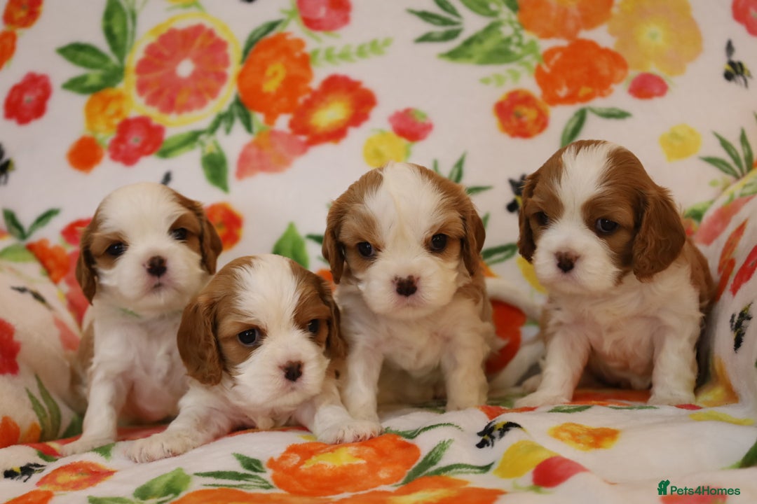 Cavalier King Charles Spaniel dogs for sale: 7 Puppies ready for reservations - Image 28