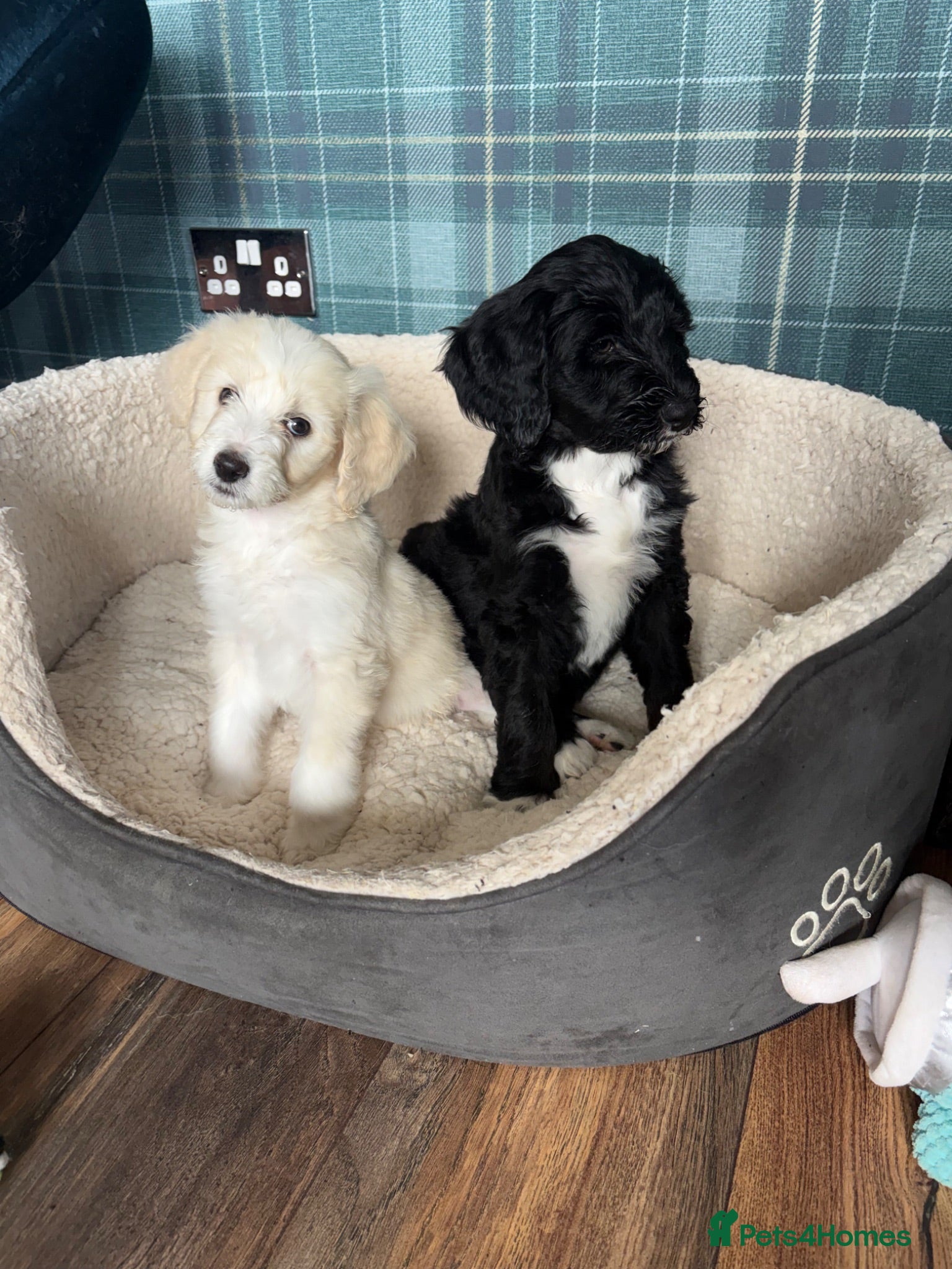 Bernedoodle dogs Stunning bernedoodle puppies  - Advert 1