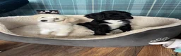 Bernedoodle dogs for sale: Stunning bernedoodle puppies  - Advert 1