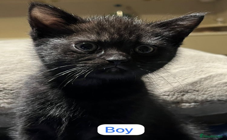 Ragdoll cats URGENT Ragdoll kittens x3 READY NOW!!🫶🏽 - Advert 4