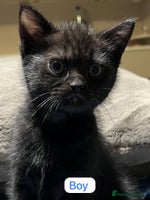 Ragdoll cats URGENT Ragdoll kittens x4 READY NOW!!🫶🏽 - Advert 3