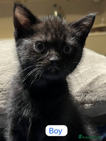 Ragdoll cats URGENT Ragdoll kittens x3 READY NOW!!🫶🏽 - Advert 4