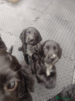 Cocker Spaniel dogs - Advert 7