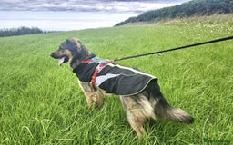 Mixed Breed dogs for adoption: Filip - 2yr old medium sized mixed breed - Image 9