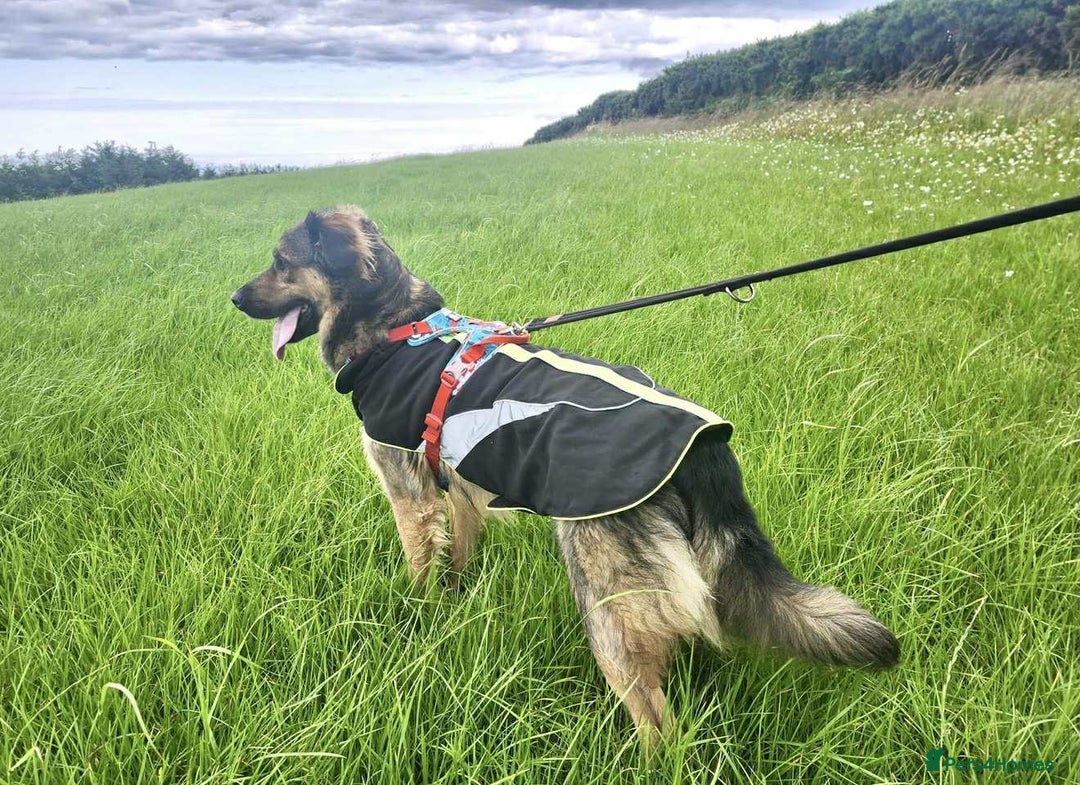 Mixed Breed dogs for adoption: Filip - 2yr old medium sized mixed breed - Image 9