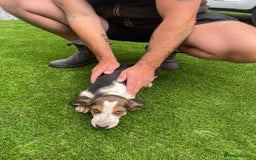 Basset Hound dogs for sale: Basset hound puppies for sale - Image 5