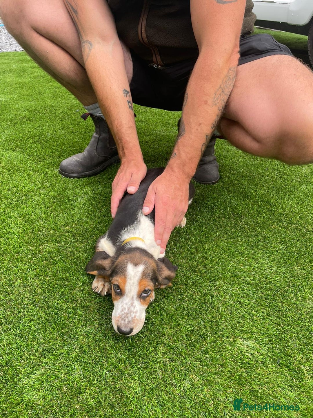 Basset Hound dogs for sale: Basset hound puppies for sale - Image 5