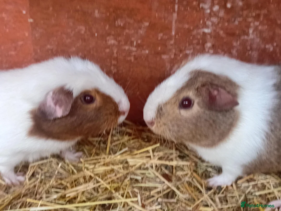 Guinea Pig rodents for sale: Brothers for sale - Advert 1