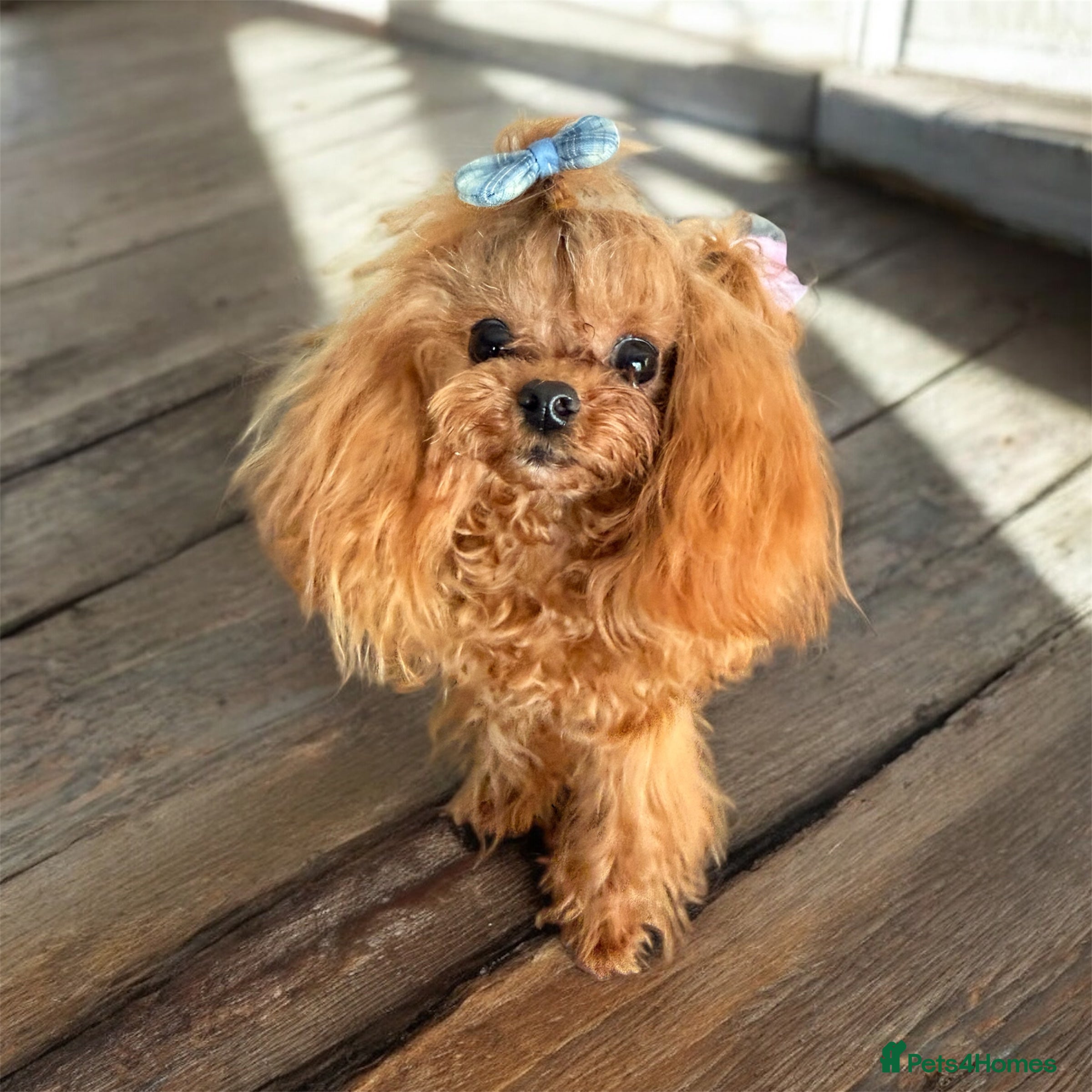 Miniature Poodle dogs 💎Elite imported Asian teddy bear Poodle Stud 💎 - Advert 5