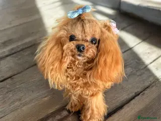 Miniature Poodle dogs 💎Elite imported Asian teddy bear Poodle Stud 💎 - Advert 5