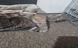 Mixed Breed cats for sale: 😻 Scottish Mix Cuties - Image 7