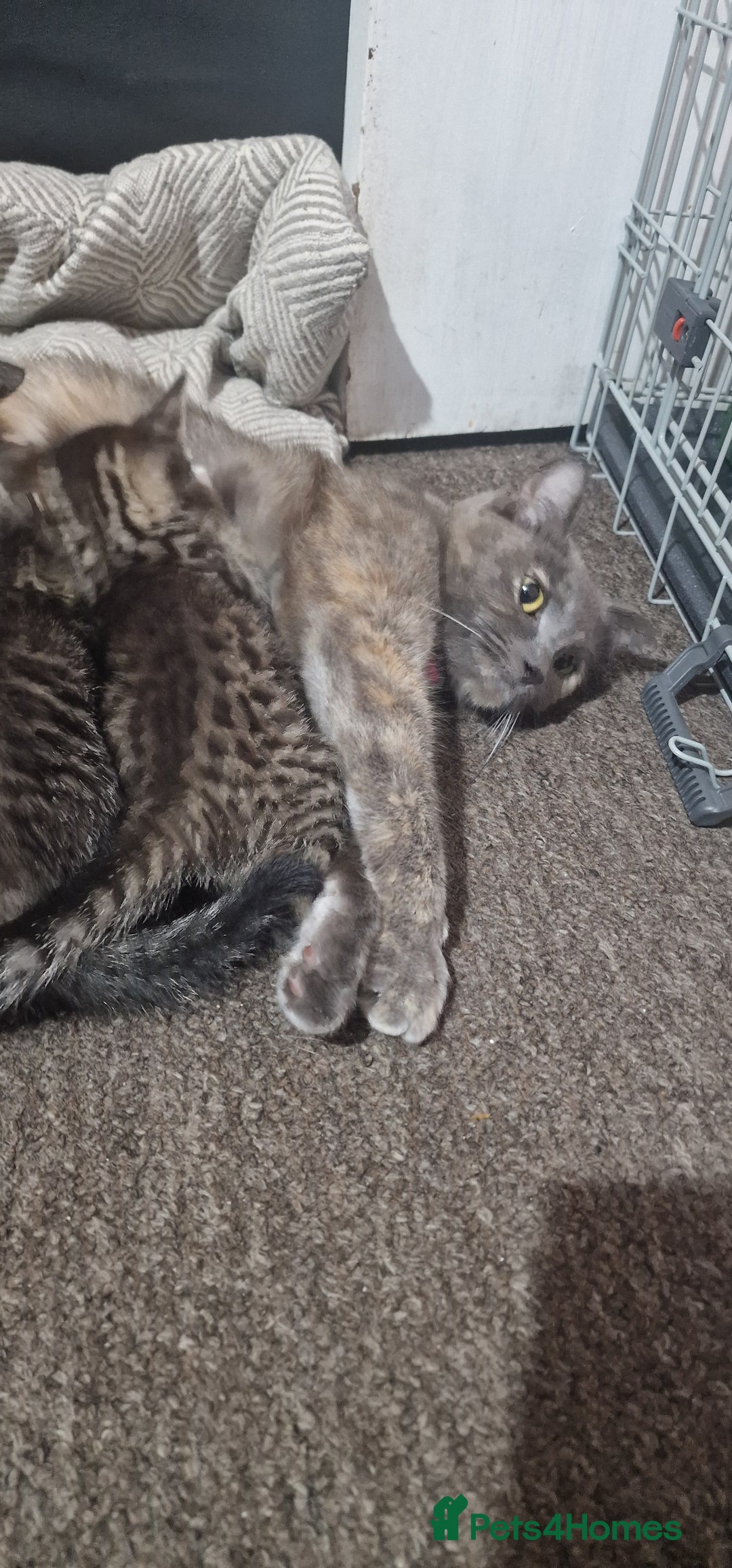 Mixed Breed cats for sale: 😻 Scottish Mix Cuties - Image 7