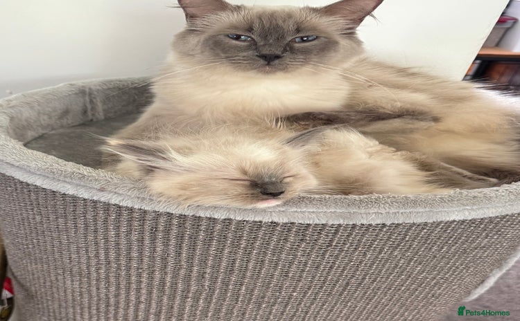 Ragdoll cats - Advert 8
