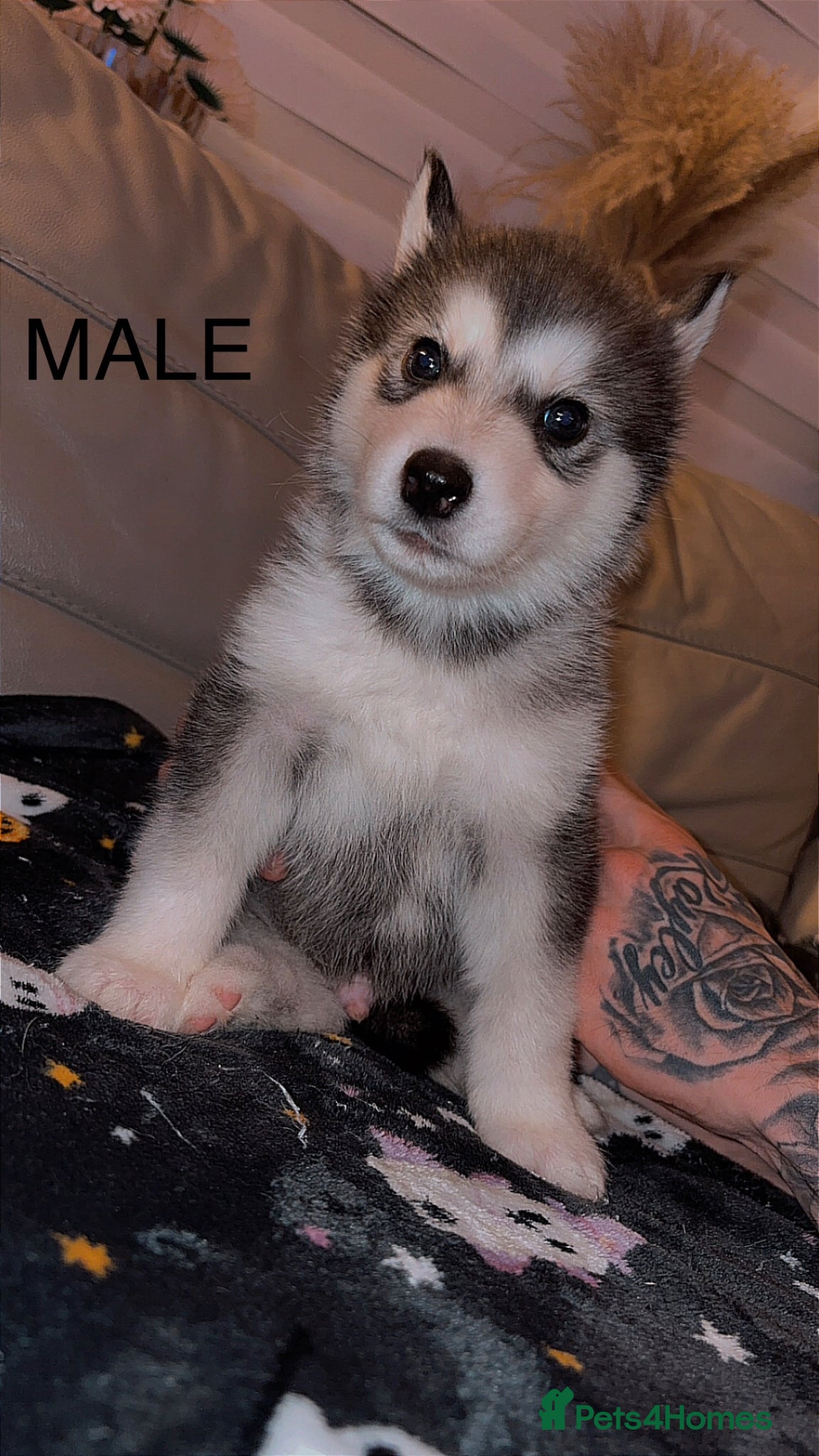 Utonagan dogs Alaskan malamutes x Siberian husky  - Advert 1