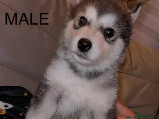 Utonagan dogs Alaskan malamutes x Siberian husky - Advert 4