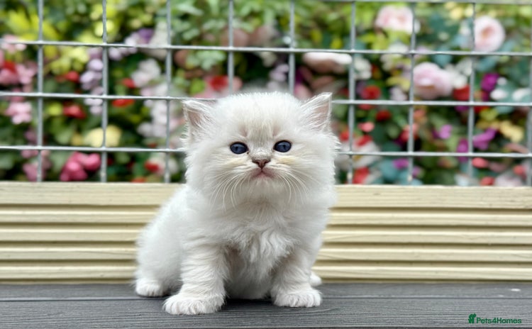 Ragdoll cats - Advert 5