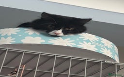 Domestic Shorthair cats for adoption: Bonded Pair  in Romford - Image 15