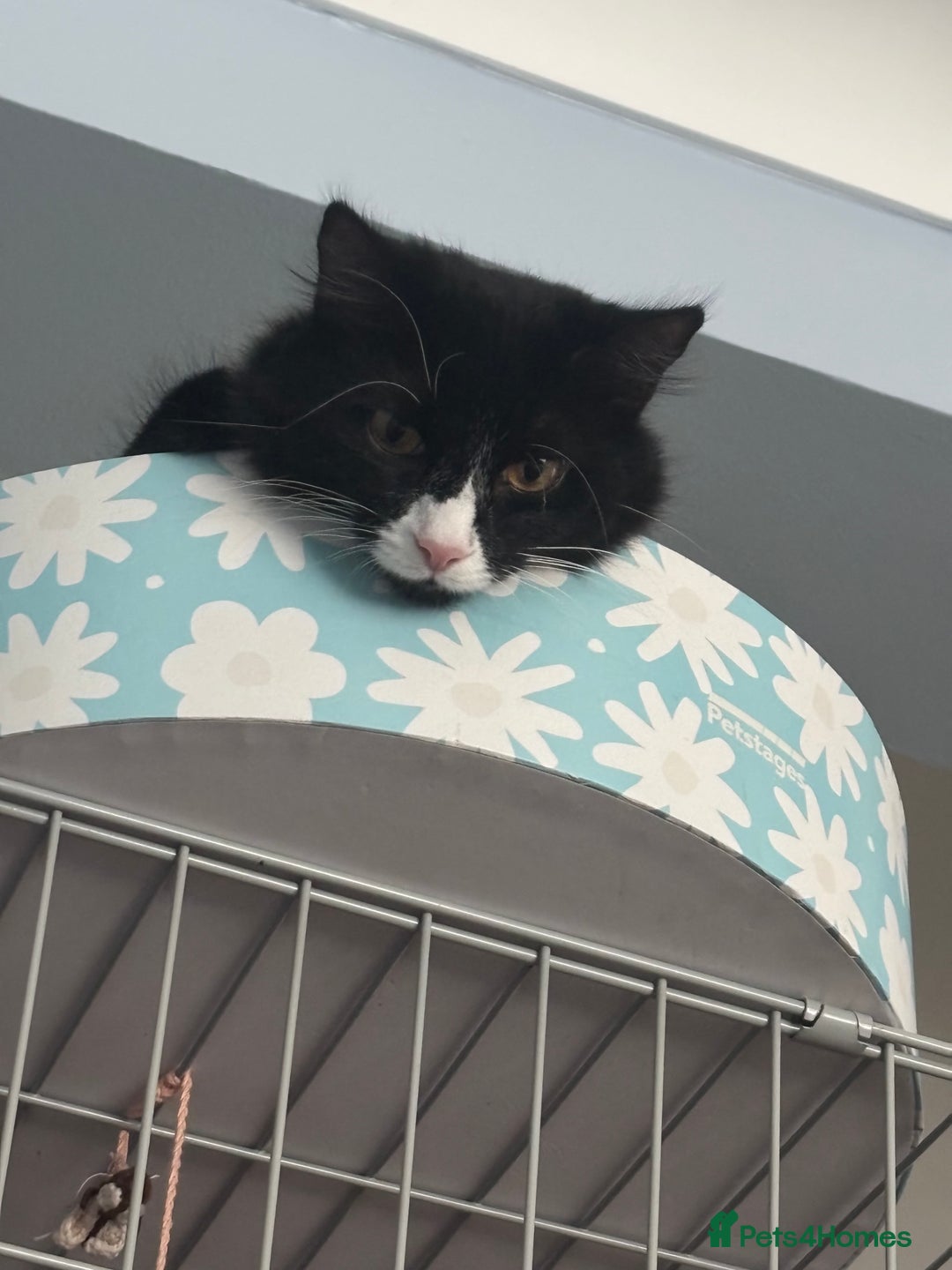Domestic Shorthair cats for adoption: Bonded Pair  in Romford - Image 15