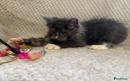 Maine Coon cats for sale: Reduced Pedigree GCCF registered kitten 1.6kg - Image 16