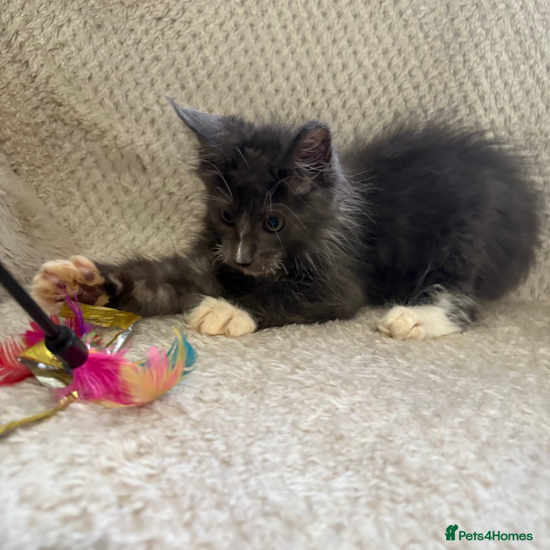 Maine Coon cats for sale: Reduced Pedigree GCCF registered kitten 1.6kg - Image 16