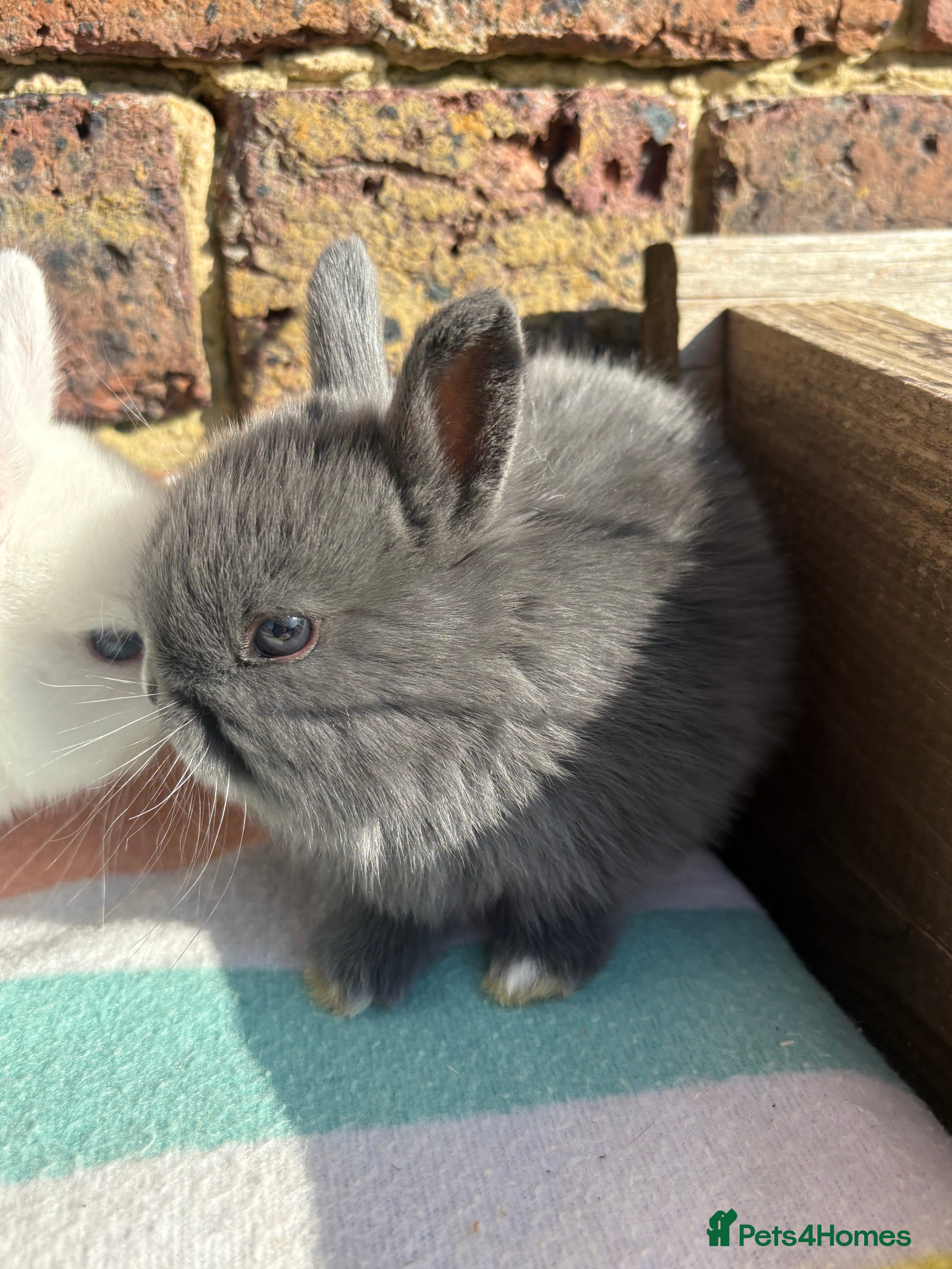 Netherland Dwarf rabbits   Netherland Dwarf bunnies  - Advert 4