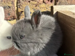 Netherland Dwarf rabbits Netherland Dwarf bunnies - Advert 4