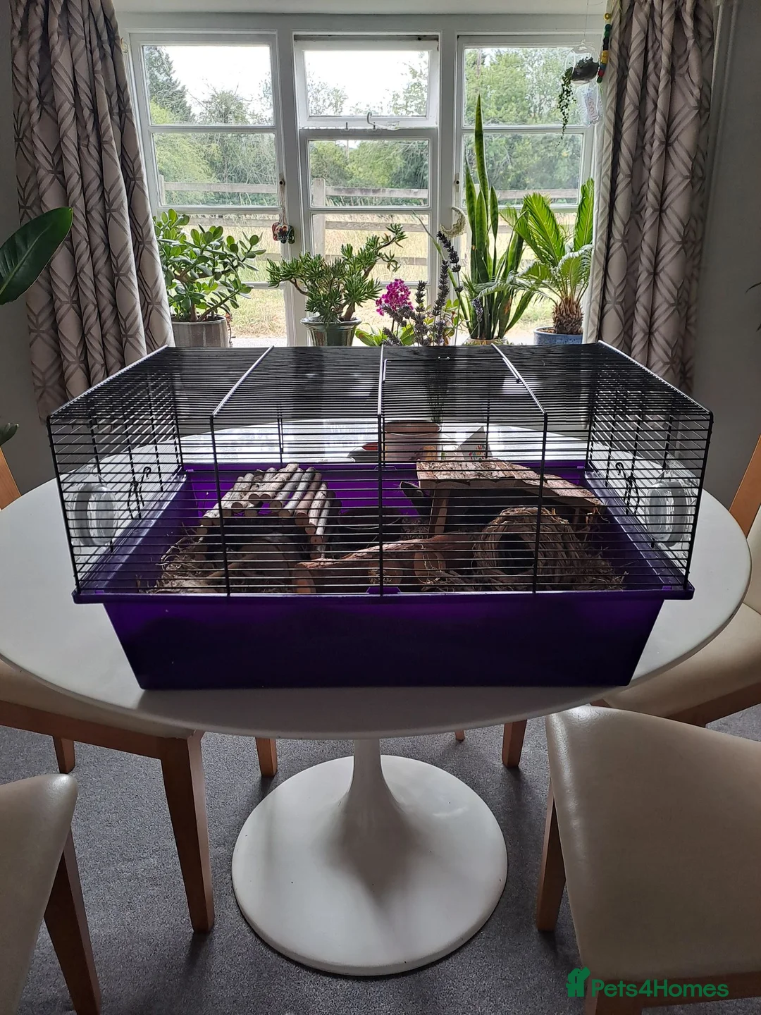Mouse rodents for sale: Bonded female fancy mice - Advert 6