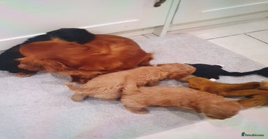 Cavapoo dogs - Advert 4