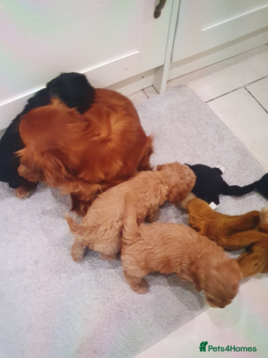 Cavapoo dogs for sale: Toy cavapoos f1  - Image 2