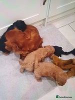 Cavapoo dogs - Advert 10