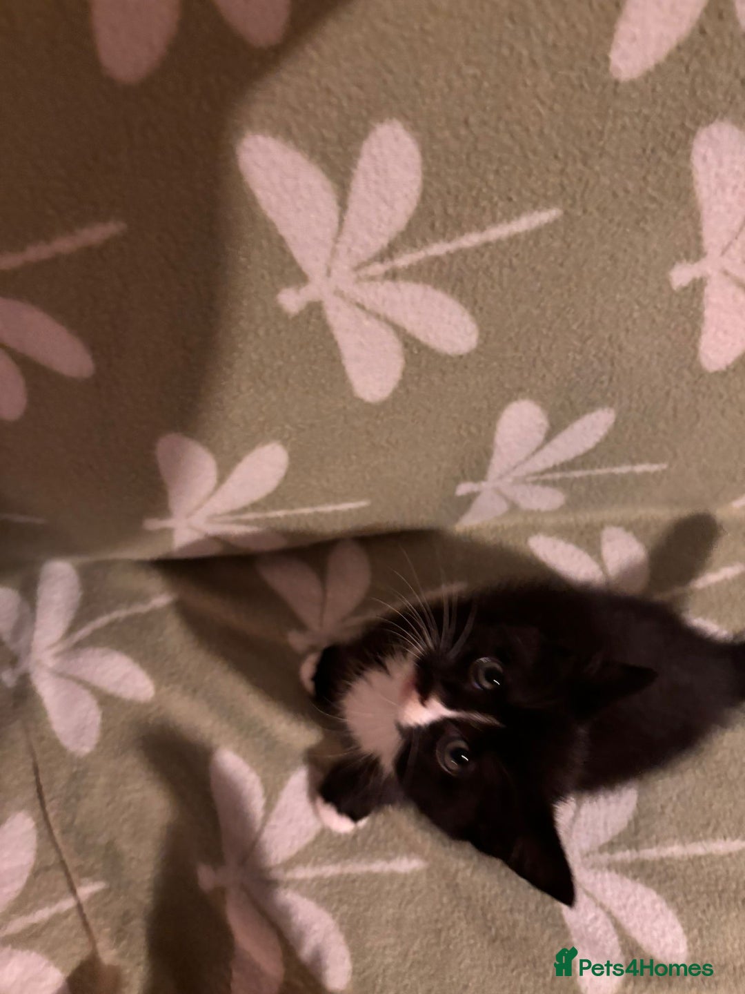 Mixed Breed cats for sale: Three long hair one short tuxedo kittens - Image 5