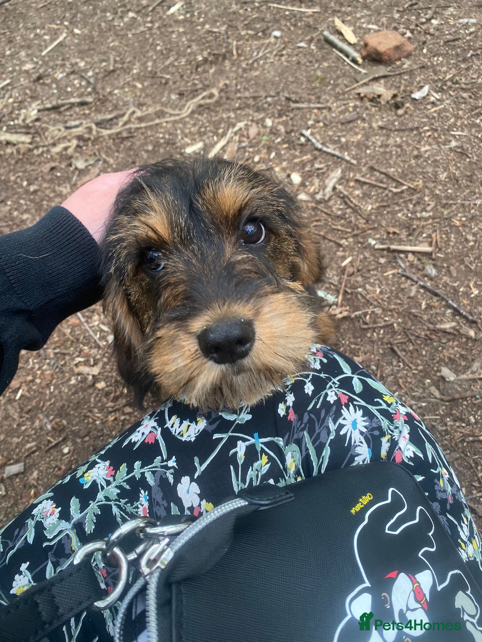 Schnoodle dogs Miniature schnoodle - Advert 5