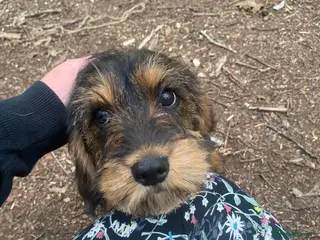 Schnoodle dogs Miniature schnoodle - Advert 5